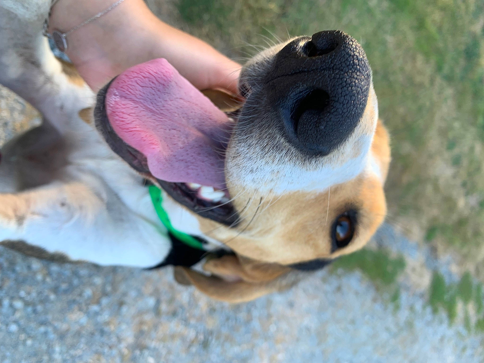 Perle a rejoint le concours — aidez-le/la à gagner de superbes lots ! beak, canidae, carnivore, companion_dog, dog, dog_breed, eye, fawn, fur, grass, human_leg, plant, snout, sporting_group, stuffed_toy, tail, toy, tree, whiskers, wood