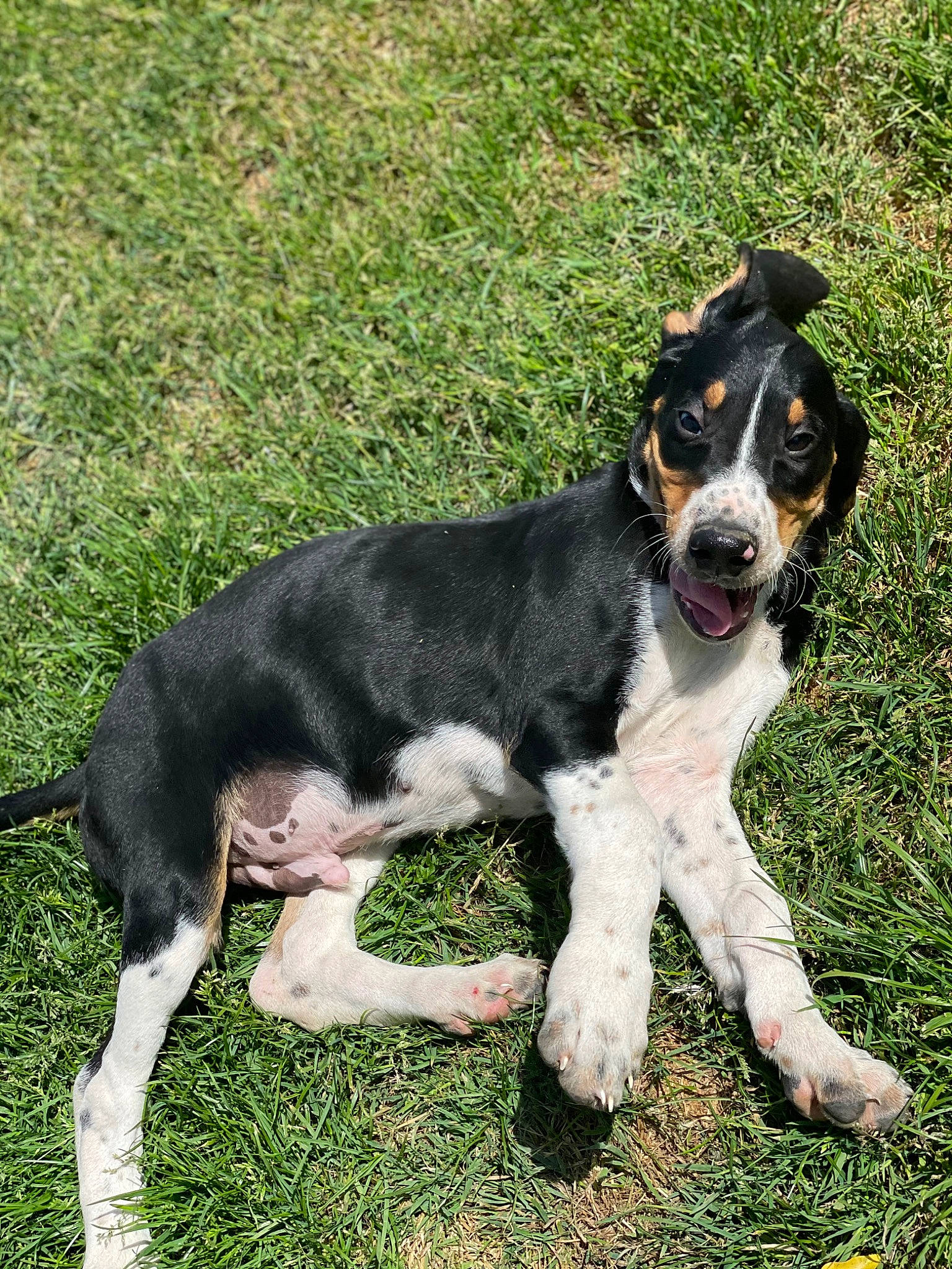 Stihl a rejoint le concours — aidez-le/la à gagner de superbes lots ! canidae, carnivore, companion_dog, dog, dog_breed, grass, gun_dog, hunting_dog, plant, sporting_group, terrestrial_animal, working_animal, working_dog