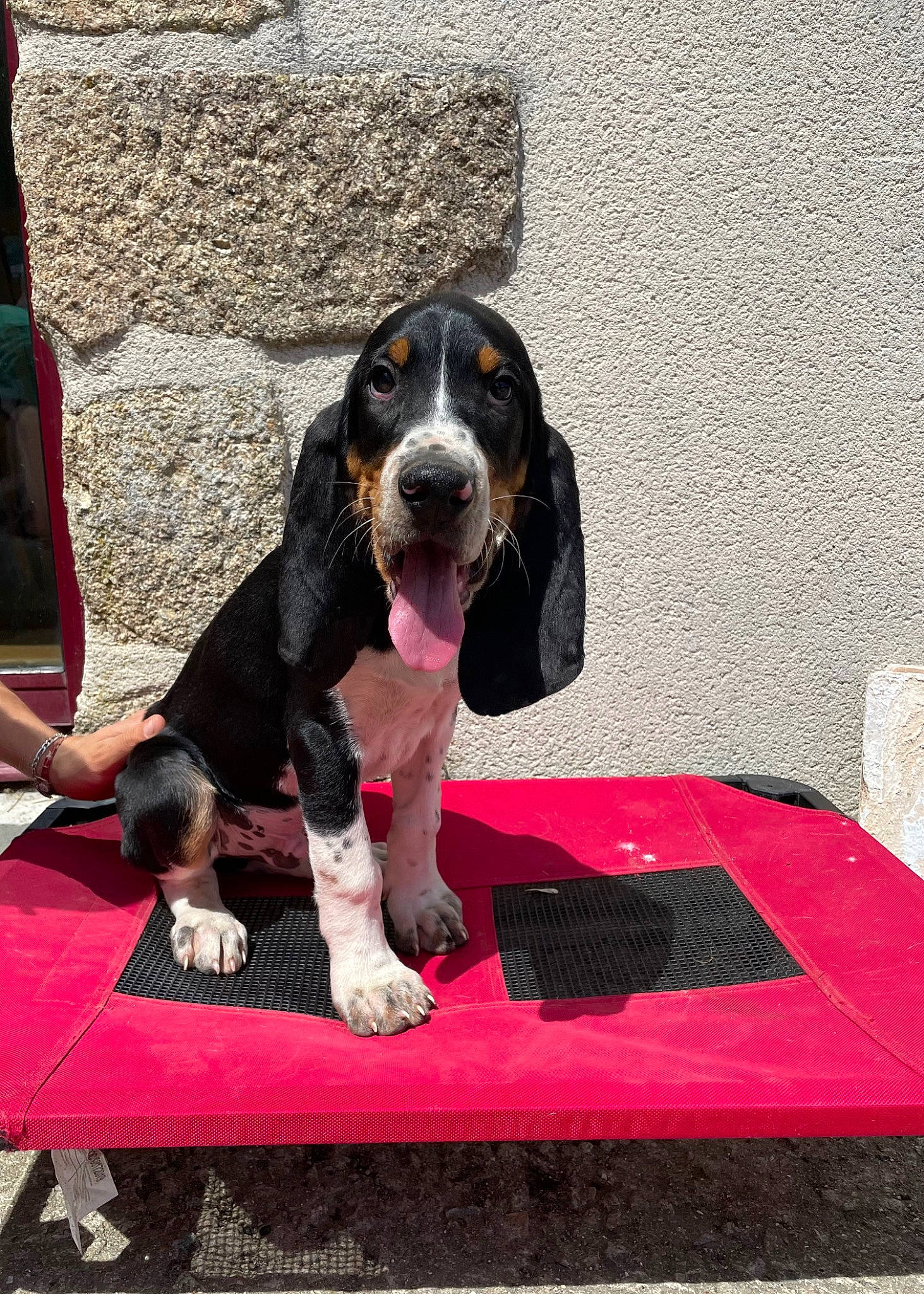 Stihl participe au concours pour gagner de l'argent avec cette photo : bored, canidae, carnivore, companion_dog, dog, dog_breed, dog_supply, formal_wear, giant_dog_breed, guard_dog, hound, magenta, paw, puppy, scent_hound, snout, sporting_group, terrestrial_animal, working_animal, working_dog