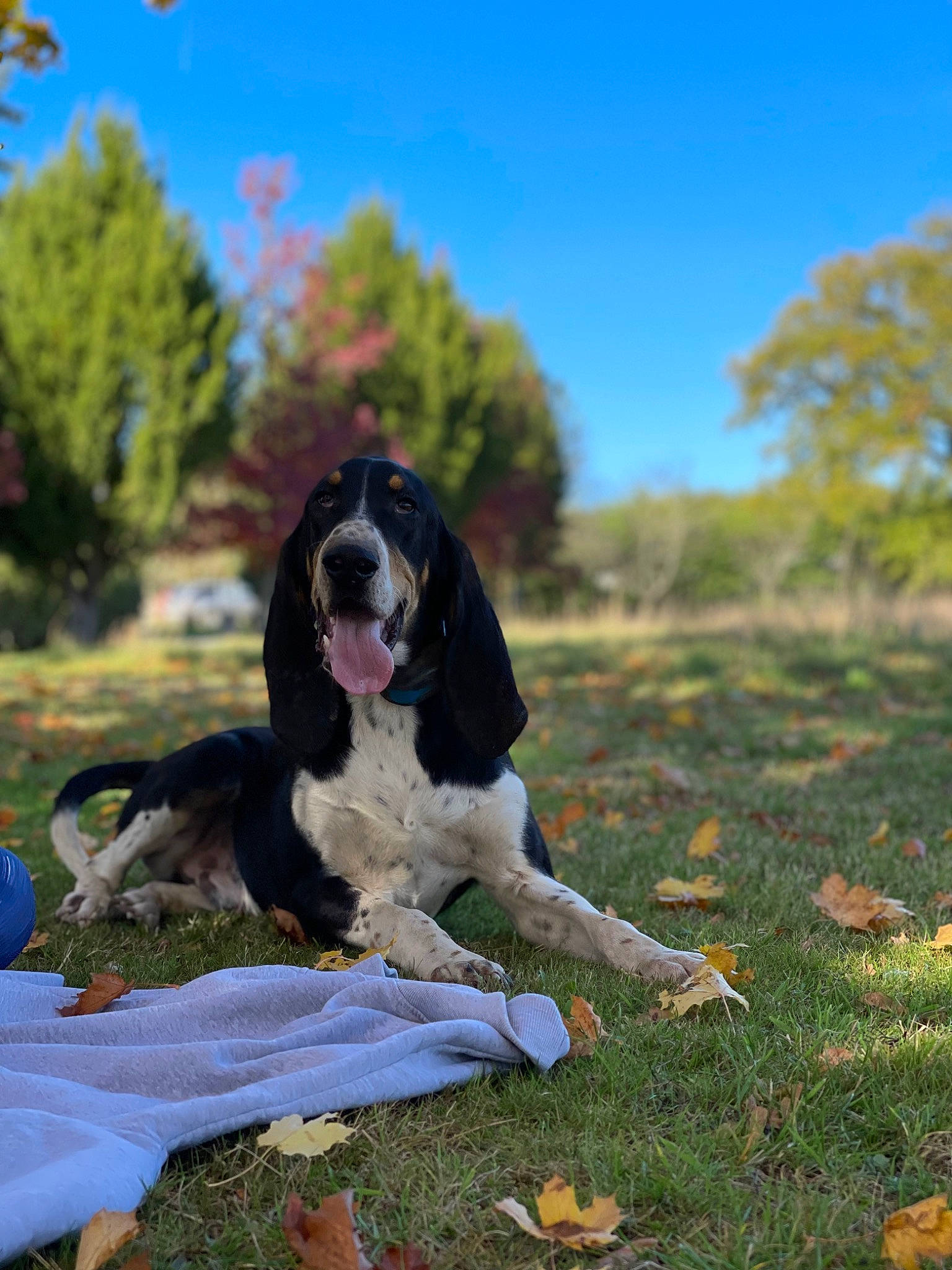 Stihl participe au concours pour gagner de l'argent avec cette photo : ball, canidae, carnivore, companion_dog, dog, dog_breed, fawn, grass, grassland, guard_dog, gun_dog, happy, plant, sitting, sky, spaniel, sporting_group, tail, tree, working_dog