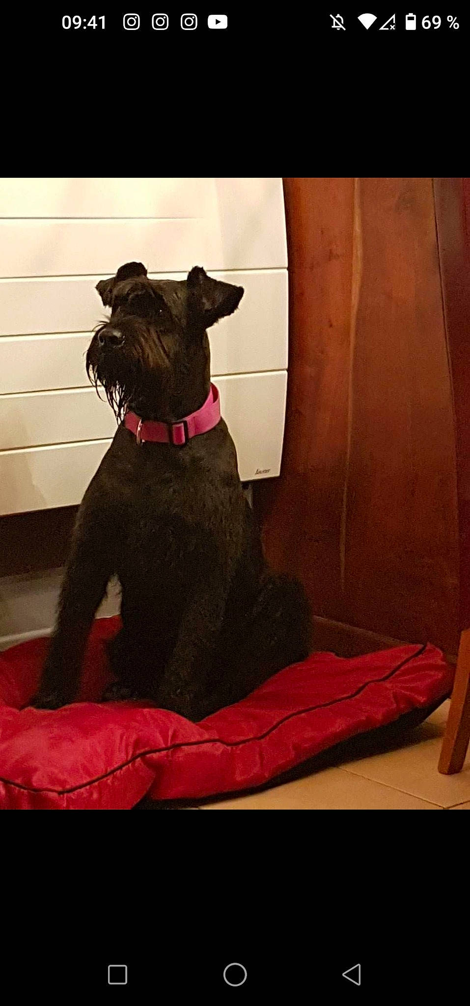 Etna a rejoint le concours — aidez-le/la à gagner de superbes lots ! brown, canidae, carnivore, collar, comfort, companion_dog, dog, dog_breed, dog_collar, dog_supply, fawn, formal_wear, liver, pet_supply, snout, sporting_group, tail, tints_and_shades, wood, working_animal