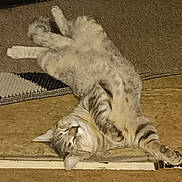 Smokey is registered to the contest to win money with this photo: cat, tabby_cat, furry, pet, animal, lying_down, upside_down, relaxed, playful, indoor, floor, carpet, rug, home, bucket, tools, workshop, striped_fur, whiskers, funny_pose