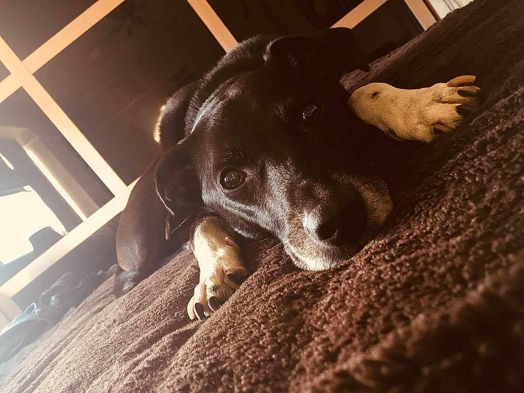 Bobbi joined the competition — help win amazing prizes! beige, brown, canidae, carnivore, comfort, companion_dog, dog, dog_breed, fawn, snout, sporting_group, terrestrial_animal, vertebrate, wood, working_animal, working_dog