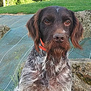 Newton participe au concours pour gagner de l'argent avec cette photo : animal, canine, cockerspaniel, dog, face, grass, head, hound, nature, outdoors, path, person, pet, photography, plant, pointer, puppy, rock, slate, walkway