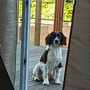 Tyson a rejoint le concours — aidez-le/la à gagner de superbes lots ! animal, black_and_white, calm, canine, curtain, daylight, deck, dog, ears, fence, fur, glass_door, greenery, outdoor, pet, quiet, sitting, waiting, window, wood