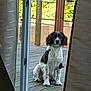 animal, black_and_white, calm, canine, curtain, daylight, deck, dog, ears, fence, fur, glass_door, greenery, outdoor, pet, quiet, sitting, waiting, window, wood