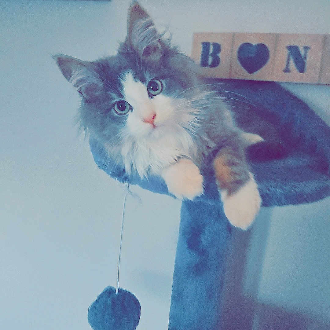 Volt participe au concours pour gagner de l'argent avec cette photo : abyssinian, accessories, animal, architecture, brick, building, cat, closet, cupboard, furniture, indoors, interiordesign, kitten, livingroom, manx, musicalinstrument, pet, shelf, sphere, wood