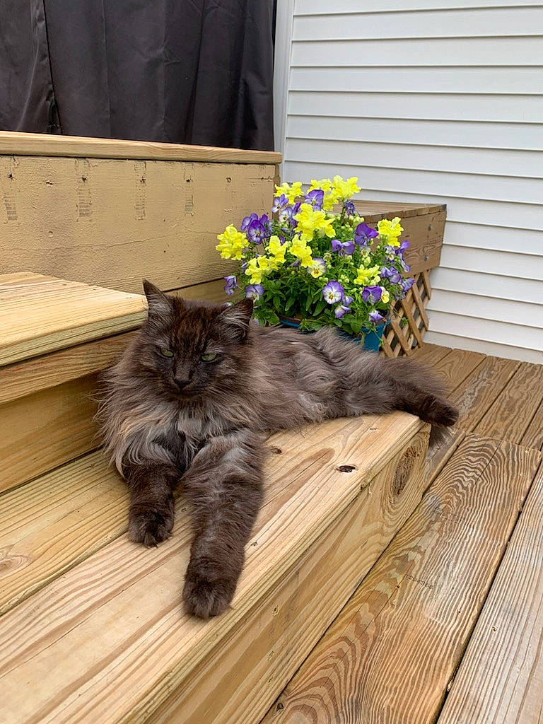 Hopper is registered to the contest to win money with this photo: annual_plant, british_longhair, carnivore, cat, felidae, floor, flooring, flower, flowerpot, grass, grey, groundcover, hardwood, plank, plant, small_to_medium_sized_cats, tail, whiskers, wood, wood_stain