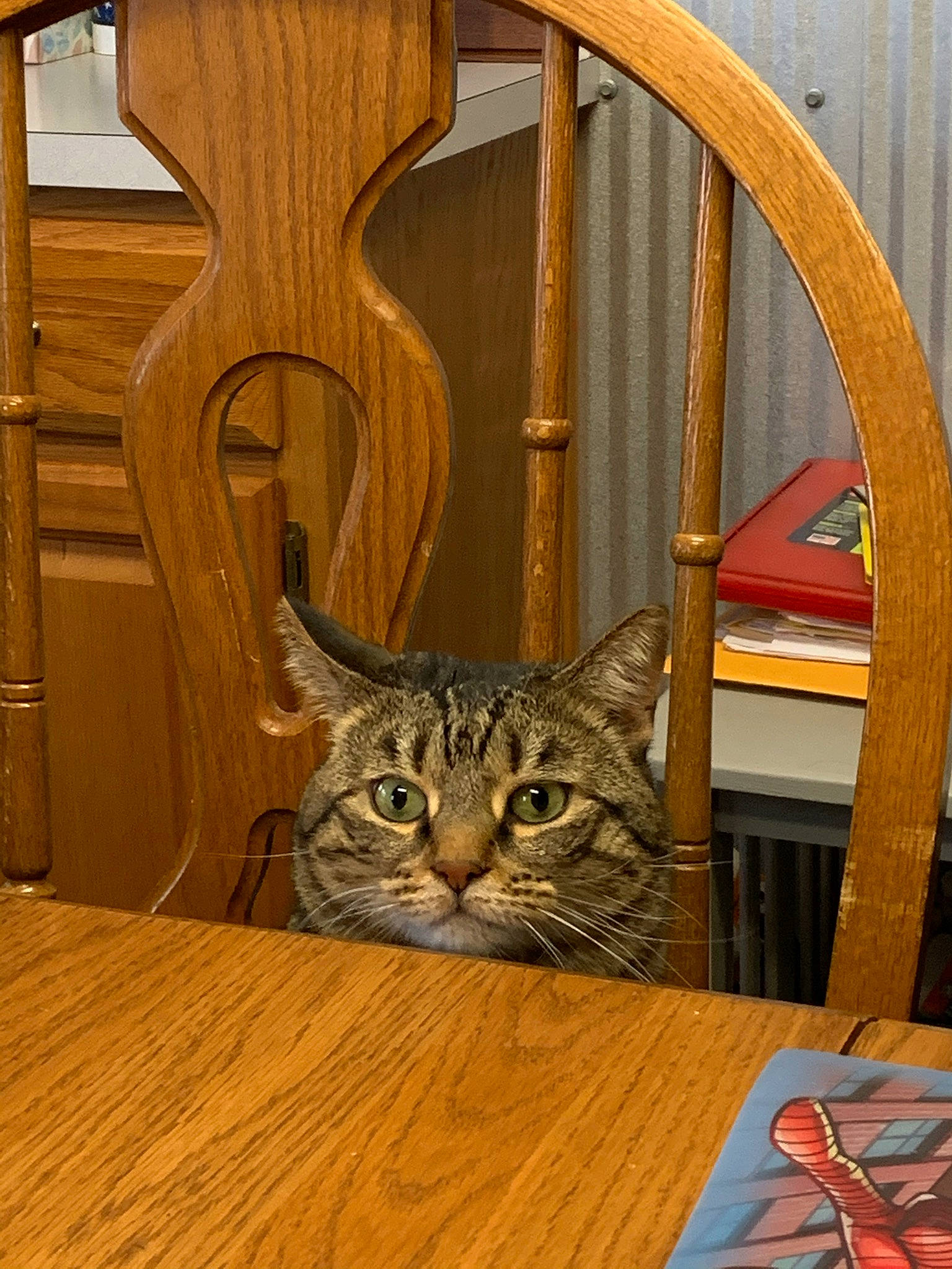 Jagger joined the competition — help win amazing prizes! building, carnivore, cat, chair, door, fawn, felidae, floor, flooring, hardwood, laminate_flooring, light, lighting, pet_supply, small_to_medium_sized_cats, table, varnish, whiskers, wood, wood_stain