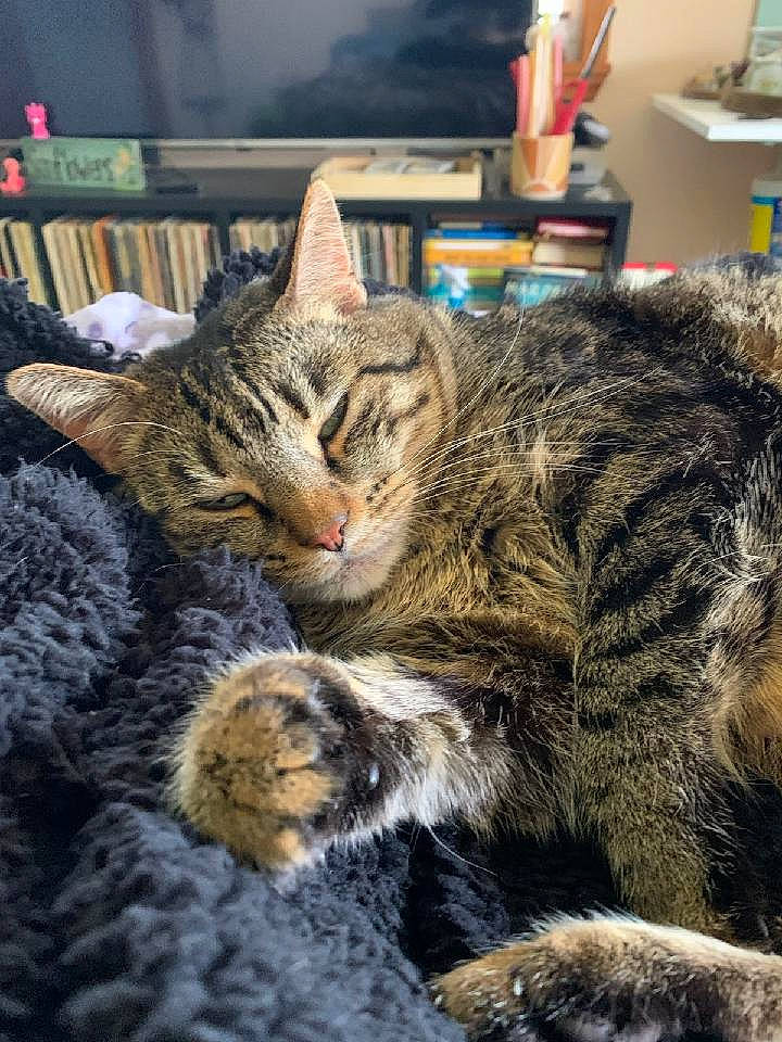 Jagger joined the competition — help win amazing prizes! carnivore, cat, claw, domestic_short_haired_cat, felidae, fur, office_supplies, paw, small_to_medium_sized_cats, snout, terrestrial_animal, whiskers, wildlife