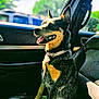 River is registered to the contest to win money with this photo: dog, car, seat, sunlight, window, happy, pet, animal, collar, interior, leather_seat, daylight, nature, transportation, outdoor, vehicle, canine, smiling, sitting, domestic_animal