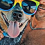 dog, man, sunglasses, rainbow, tongue_out, smiling, selfie, car, seat, reflection, happy, closeup, portrait, friendship, summer, fun, road_trip, casual, cheerful, accessory