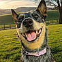 River joined the competition — help win amazing prizes! dog, happy, smiling, tongue_out, collar, outdoor, grass, field, tree, fence, sunset, nature, canine, pet, animal, rural, landscape, close_up, daylight, blue_heeler