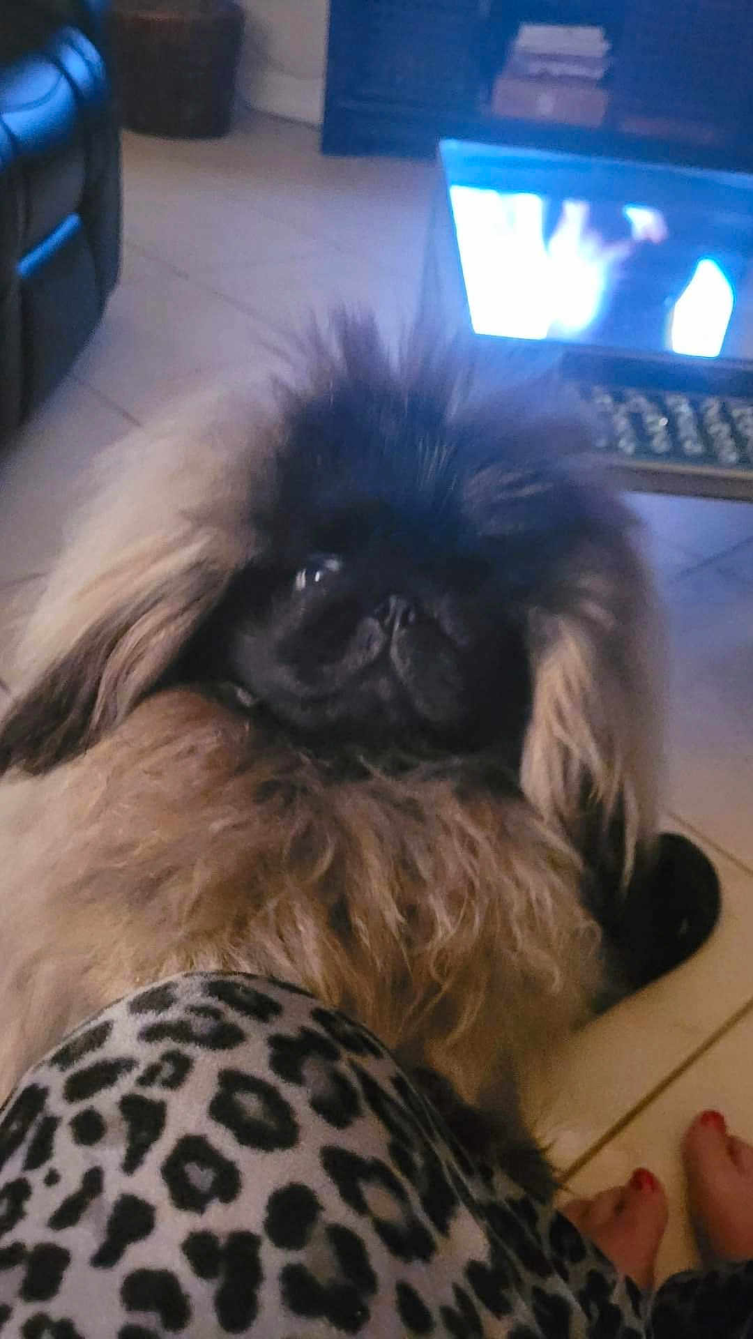 Lorenzo