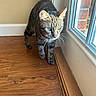 Madrid is registered to the contest to win money with this photo: cat, tabby, pet, animal, feline, green_eyes, whiskers, striped_fur, standing, walking, indoors, window, sunlight, hardwood_floor, home, wall, baseboard, window_frame, portrait, alert