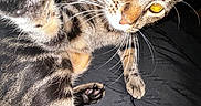 Madrid joined the competition — help win amazing prizes! cat, tabby_cat, feline, pet, animal, close_up, portrait, whiskers, paw, fur, striped_fur, glowing_eyes, amber_eyes, curious, playful, indoor, dark_background, black_fabric, flash_photography, animal_portrait