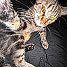 cat, tabby_cat, feline, pet, animal, close_up, portrait, whiskers, paw, fur, striped_fur, glowing_eyes, amber_eyes, curious, playful, indoor, dark_background, black_fabric, flash_photography, animal_portrait
