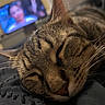 Madrid is registered to the contest to win money with this photo: cat, tabby_cat, sleeping, sleepy, pet, animal, close_up, whiskers, fur, striped_fur, ears, nose, closed_eyes, resting, cozy, indoor, fabric, television, soft_lighting, portrait