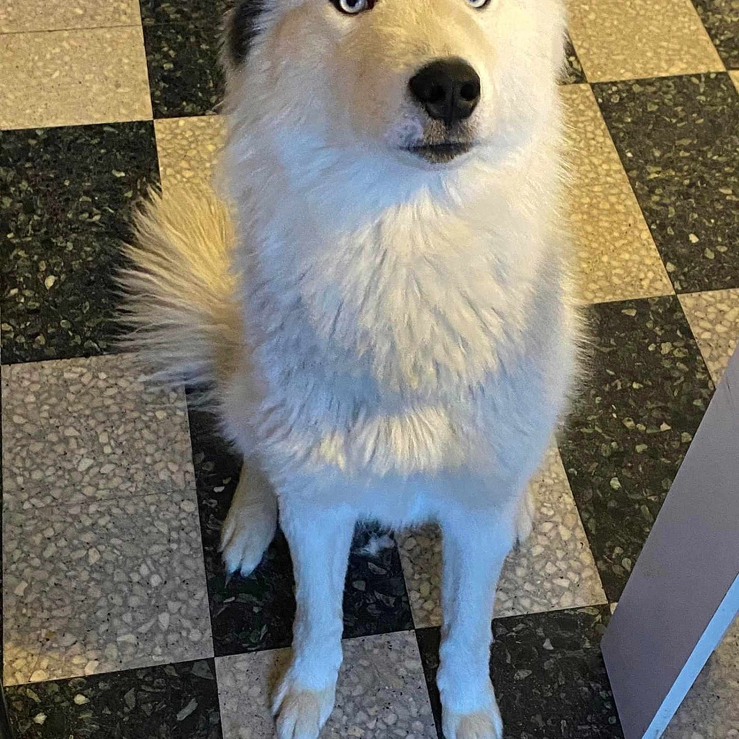 Sheiko a rejoint le concours — aidez-le/la à gagner de superbes lots ! animal, canine, dog, dogbed, eskimodog, horizon, husky, nature, outdoors, pet, puppy, racket, sky, slate, sport, tennis, tennisracket, tile, whitedog, wolf