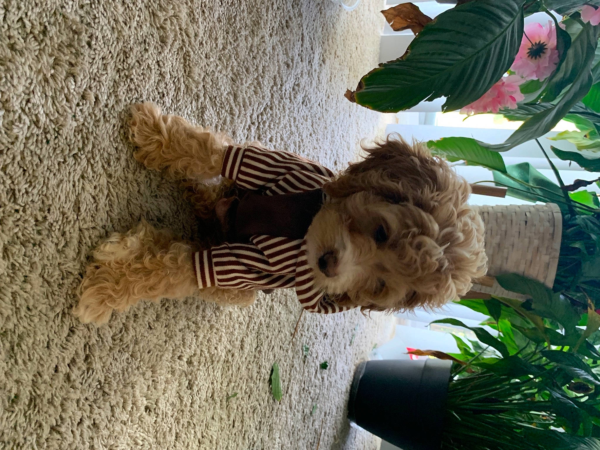 Bryce Cooper joined the competition — help win amazing prizes! big_cats, carnivore, companion_dog, dog, dog_breed, fawn, felidae, flower, flowerpot, fur, grass, houseplant, plant, sculpture, statue, tail, terrestrial_animal, tree, trunk, wood