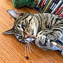 Pika participe au concours pour gagner de l'argent avec cette photo : tabby_cat, cat, wooden_floor, stick, plush_toy, dvd_collection, pet, indoor, animal, whiskers, paw, playful, closeup, curious, sleepy, relaxed, striped_fur, green_eyes, toy, floor