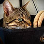 Pika participe au concours pour gagner de l'argent avec cette photo : cat, tabby_cat, green_eyes, whiskers, ears, fabric_basket, black_basket, close_up, indoor, pet, feline, curious, alert, side_profile, nose, fur, animal, domestic_cat, resting, household_object
