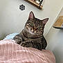 cat, tabby, pet, feline, animal, indoor, blanket, pink, green_eyes, relaxed, cozy, shelf, figurines, plant, wooden_shelf, cute, curious, soft_texture, home, resting