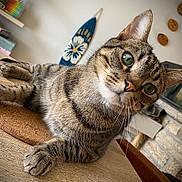 Pika participe au concours pour gagner de l'argent avec cette photo : cat, tabby, indoor, table, wood, green_eyes, whiskers, curious, feline, pet, resting, closeup, fur, paw, face, ears, background, surfboard, decor, home