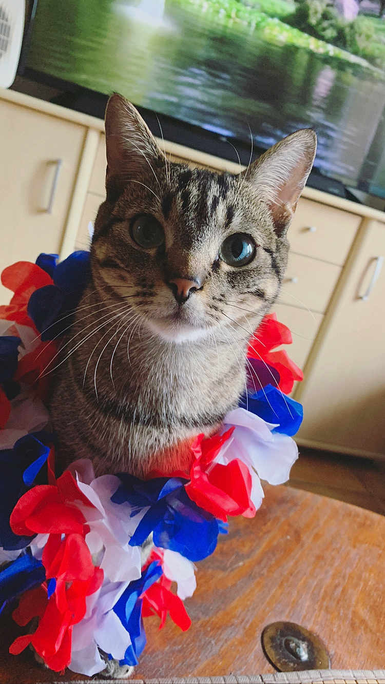 Pika participe au concours pour gagner de l'argent avec cette photo : cat, tabby, garland, red, white, blue, indoor, wooden_table, furniture, television, curious, pet, animal, closeup, face, whiskers, ears, eyes, domestic_cat, cute