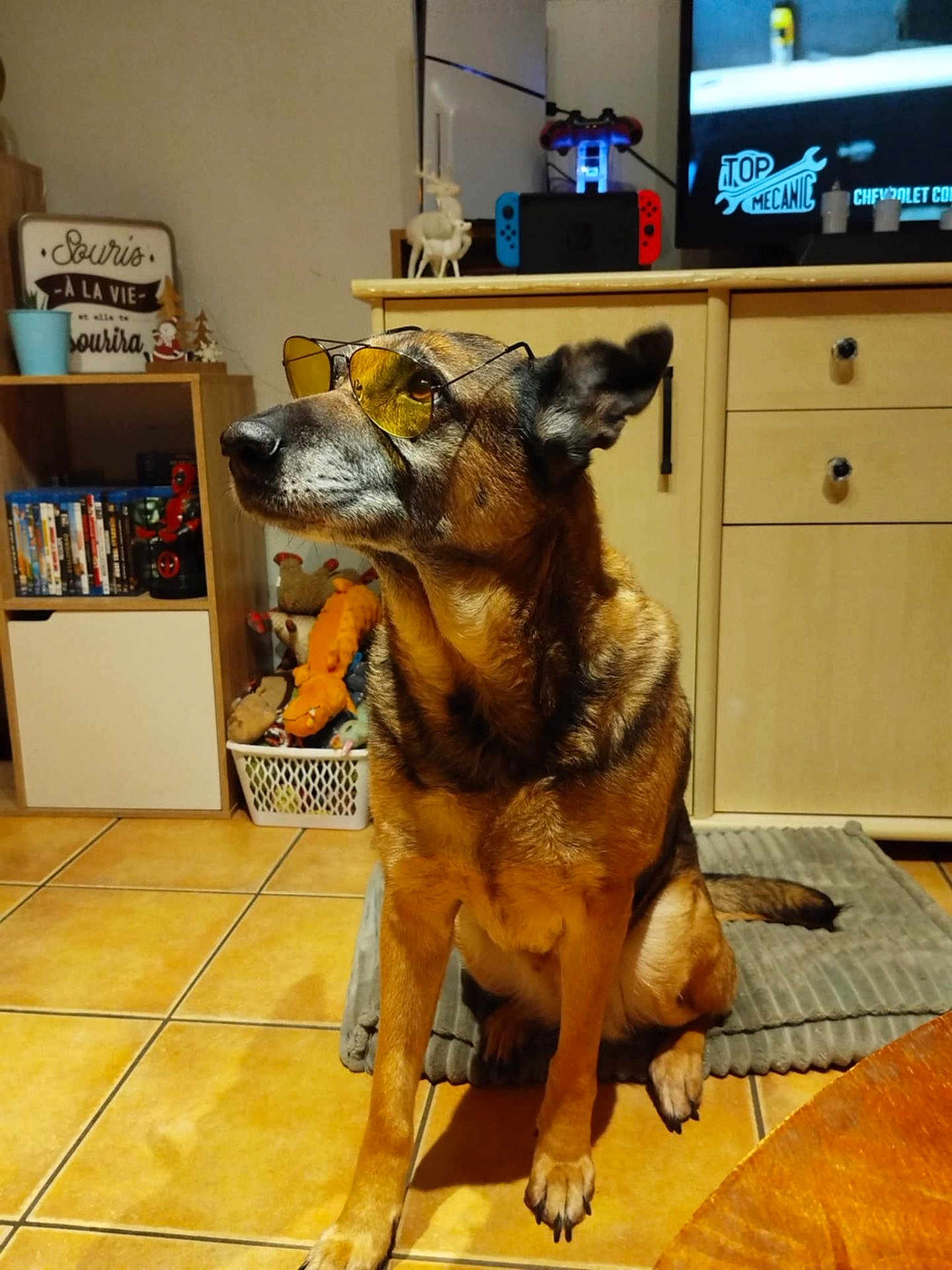 Bonnie participe au concours pour gagner de l'argent avec cette photo : dog, sunglasses, pet, indoor, living_room, floor_tiles, mat, furniture, cabinet, toys, basket, decor, television, controller, relaxed, brown_fur, portrait, side_view, household, companion