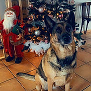 Bonnie a rejoint le concours — aidez-le/la à gagner de superbes lots ! dog, german_shepherd, christmas_tree, christmas_decorations, santa_claus_figure, indoor, tile_floor, holiday, festive, ornaments, lights, furniture, chair, decor, pet, animal, sitting, holiday_season, celebration, cozy