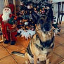 animal, celebration, chair, christmas_decorations, christmas_tree, cozy, decor, dog, festive, furniture, german_shepherd, holiday, holiday_season, indoor, lights, ornaments, pet, santa_claus_figure, sitting, tile_floor