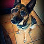 Bonnie a rejoint le concours — aidez-le/la à gagner de superbes lots ! dog, german_shepherd, sunglasses, indoor, tile_floor, pet, canine, sitting, brown, black, fur, ears, nose, paws, cool, accessory, portrait, looking_up, household, animal