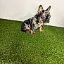 dog, french_bulldog, puppy, merle, brindle, artificial_grass, green_grass, sitting, alert, ears, paws, portrait, white_wall, pet, cute, studio, indoor, single_subject, shallow_depth_of_field, animal