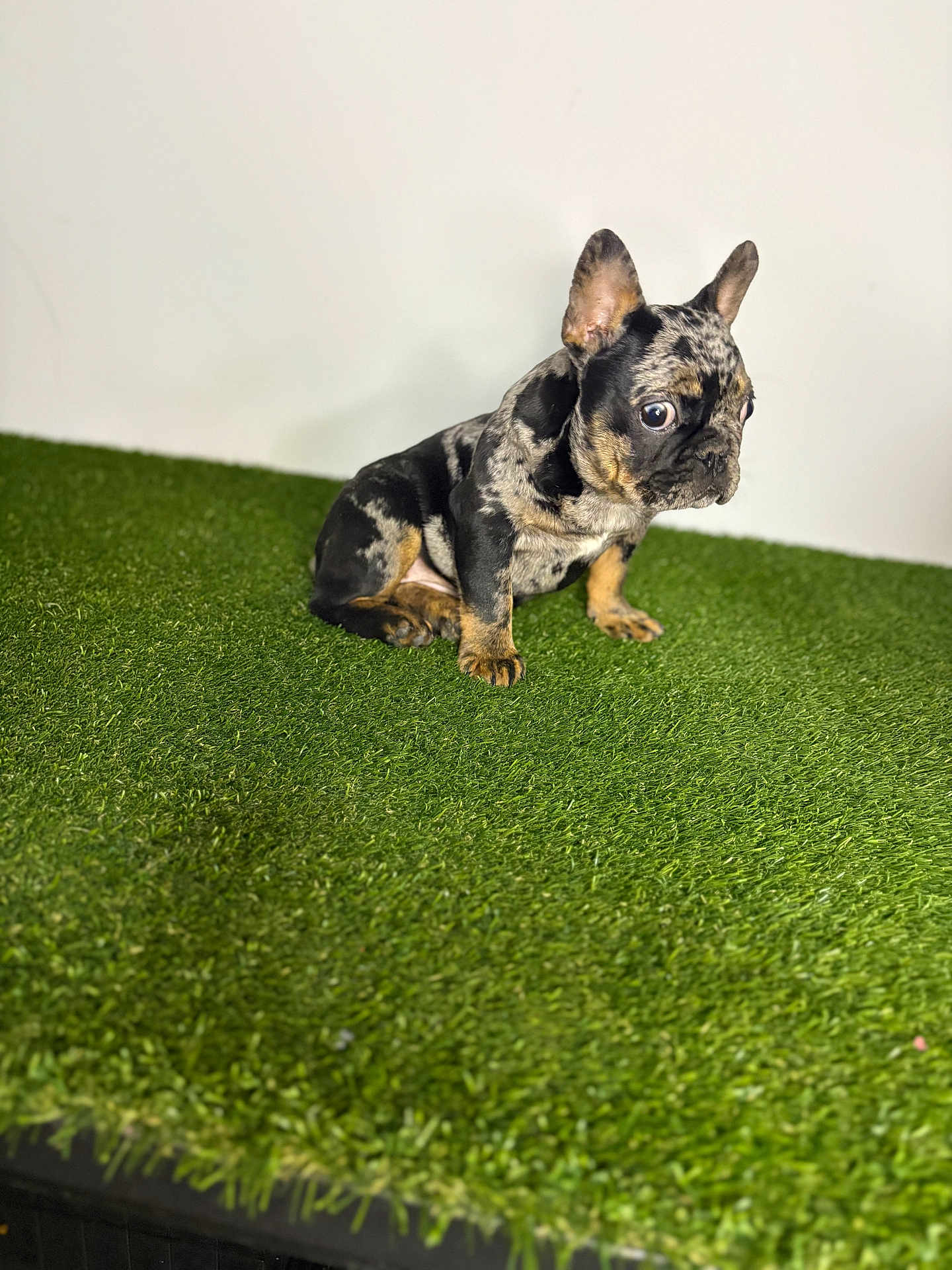 Gorilla Jane joined the competition — help win amazing prizes! dog, french_bulldog, puppy, merle, brindle, artificial_grass, green_grass, sitting, alert, ears, paws, portrait, white_wall, pet, cute, studio, indoor, single_subject, shallow_depth_of_field, animal