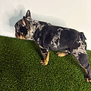 Gorilla Jane is registered to the contest to win money with this photo: animal, artificial_grass, blurred, brindle_coat, cute, dog, domestic_animal, ears, french_bulldog, grass, indoor, mammal, paws, pet, shadow, short_tail, side_view, studio, walking, white_wall