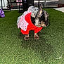 Gorilla Jane joined the competition — help win amazing prizes! dog, puppy, french_bulldog, pet, red_sweater, tutu, artificial_grass, indoor, kitchen, appliance, chair, paws, ears, snout, profile, close_up, flash_photo, cute, small, floor