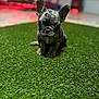 Gorilla Jane joined the competition — help win amazing prizes! dog, puppy, french_bulldog, brindle_coat, ears, grass, artificial_grass, turf, pet, sitting, portrait, bokeh, blurred_background, indoor, floor, cute, curious, small, eyes, front_paws