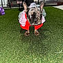 dog, french_bulldog, puppy, pet, costume, tutu, red_sweater, artificial_grass, grass, indoor, flash_photography, wide_eyes, curious, ears, front_paws, portrait, kitchen, appliance, furniture, floor