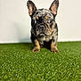 dog, french_bulldog, puppy, grass, artificial_grass, pet, portrait, close_up, shallow_depth_of_field, white_background, ears, big_eyes, cute, sitting, indoor, paw, nose, whiskers, curious, studio_photo