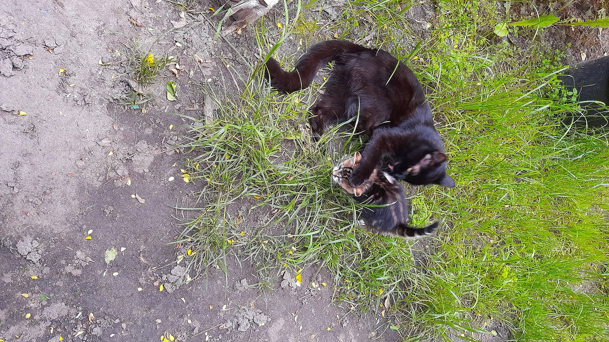 Calinette participe au concours pour gagner de l'argent avec cette photo : asphalt, black_cat, bombay, carnivore, cat, dog_breed, domestic_short_haired_cat, felidae, fur, grass, groundcover, paw, plant, road_surface, small_to_medium_sized_cats, sporting_group, tail, terrestrial_animal, tints_and_shades, whiskers