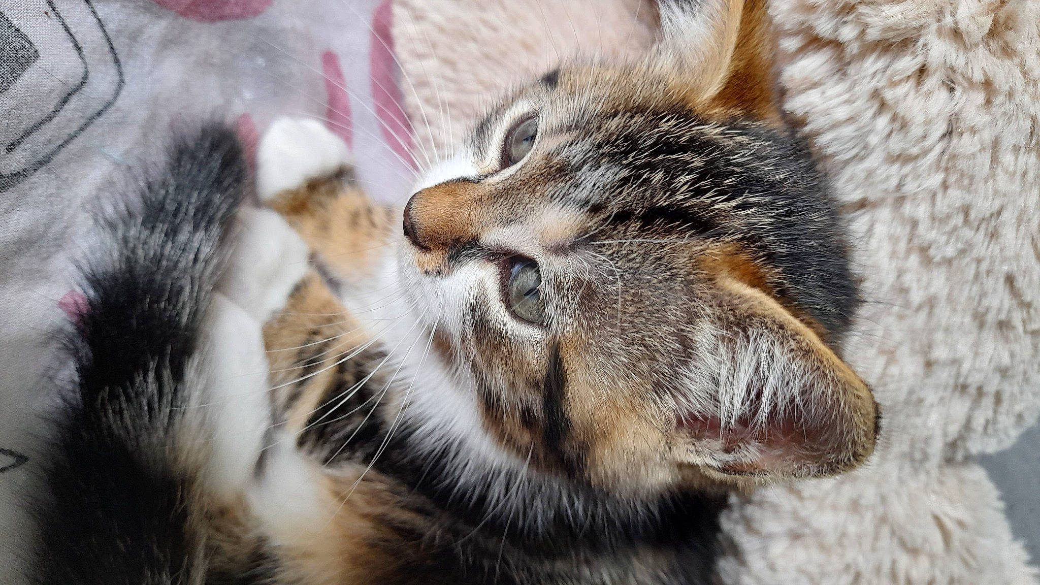 Calinette a rejoint le concours — aidez-le/la à gagner de superbes lots ! carnivore, cat, claw, close_up, domestic_short_haired_cat, felidae, fur, mammal, nap, organism, paw, sleep, small_to_medium_sized_cats, snout, terrestrial_animal, vertebrate, whiskers, wildlife