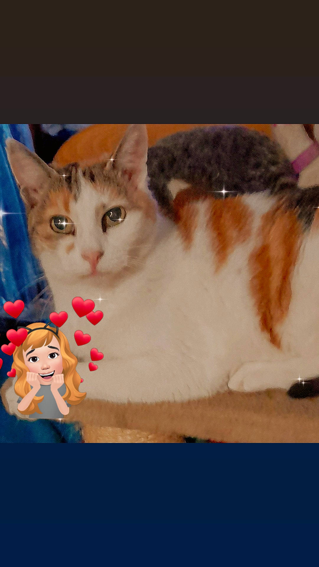 Princesse a rejoint le concours — aidez-le/la à gagner de superbes lots ! carmine, carnivore, cat, domestic_short_haired_cat, fawn, felidae, font, fur, illustration, paw, pet_supply, photo_caption, plant, rectangle, small_to_medium_sized_cats, snout, tail, toy, whiskers, window