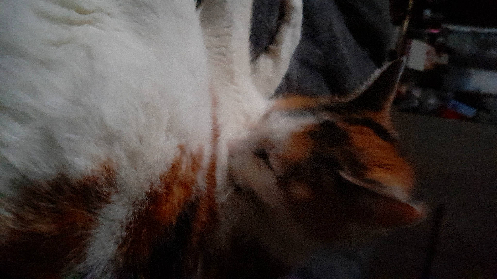 Princesse participe au concours pour gagner de l'argent avec cette photo : carnivore, cat, claw, cloud, domestic_short_haired_cat, fawn, felidae, fur, grass, paw, plant, small_to_medium_sized_cats, snout, tail, terrestrial_animal, tree, whiskers, wildlife, window, wood