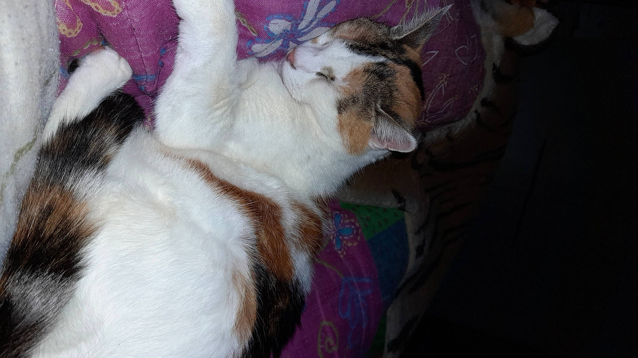 Princesse participe au concours pour gagner de l'argent avec cette photo : art, canidae, carnivore, cat, claw, comfort, companion_dog, dog_breed, domestic_short_haired_cat, fawn, felidae, foot, human_leg, lap, linens, paw, small_to_medium_sized_cats, snout, tail, whiskers