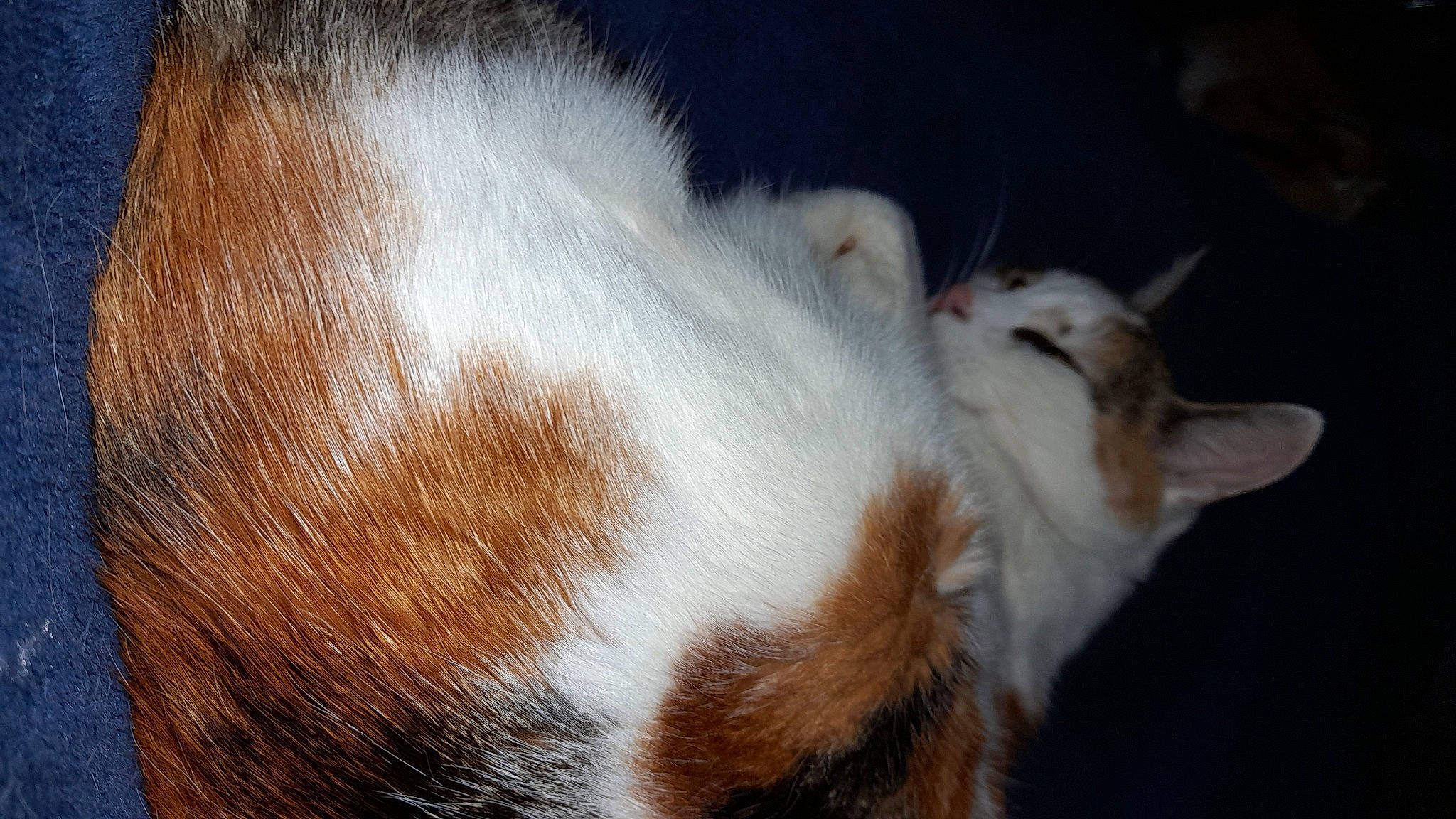 Princesse participe au concours pour gagner de l'argent avec cette photo : carnivore, cat, claw, dog_breed, domestic_short_haired_cat, ear, fawn, felidae, fur, paw, small_to_medium_sized_cats, snout, tail, terrestrial_animal, whiskers, wood