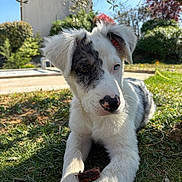 Billy participe au concours pour gagner de l'argent avec cette photo : dog, puppy, grass, outdoor, garden, portrait, close_up, paw, nose, heterochromia, blue_eye, brown_eye, ears, white_fur, black_fur, sunlight, shadow, chew_stick, laying_down, curious