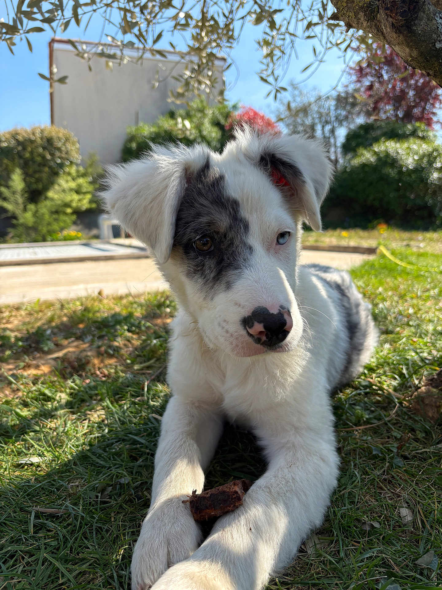 Billy participe au concours pour gagner de l'argent avec cette photo : dog, puppy, grass, outdoor, garden, portrait, close_up, paw, nose, heterochromia, blue_eye, brown_eye, ears, white_fur, black_fur, sunlight, shadow, chew_stick, laying_down, curious