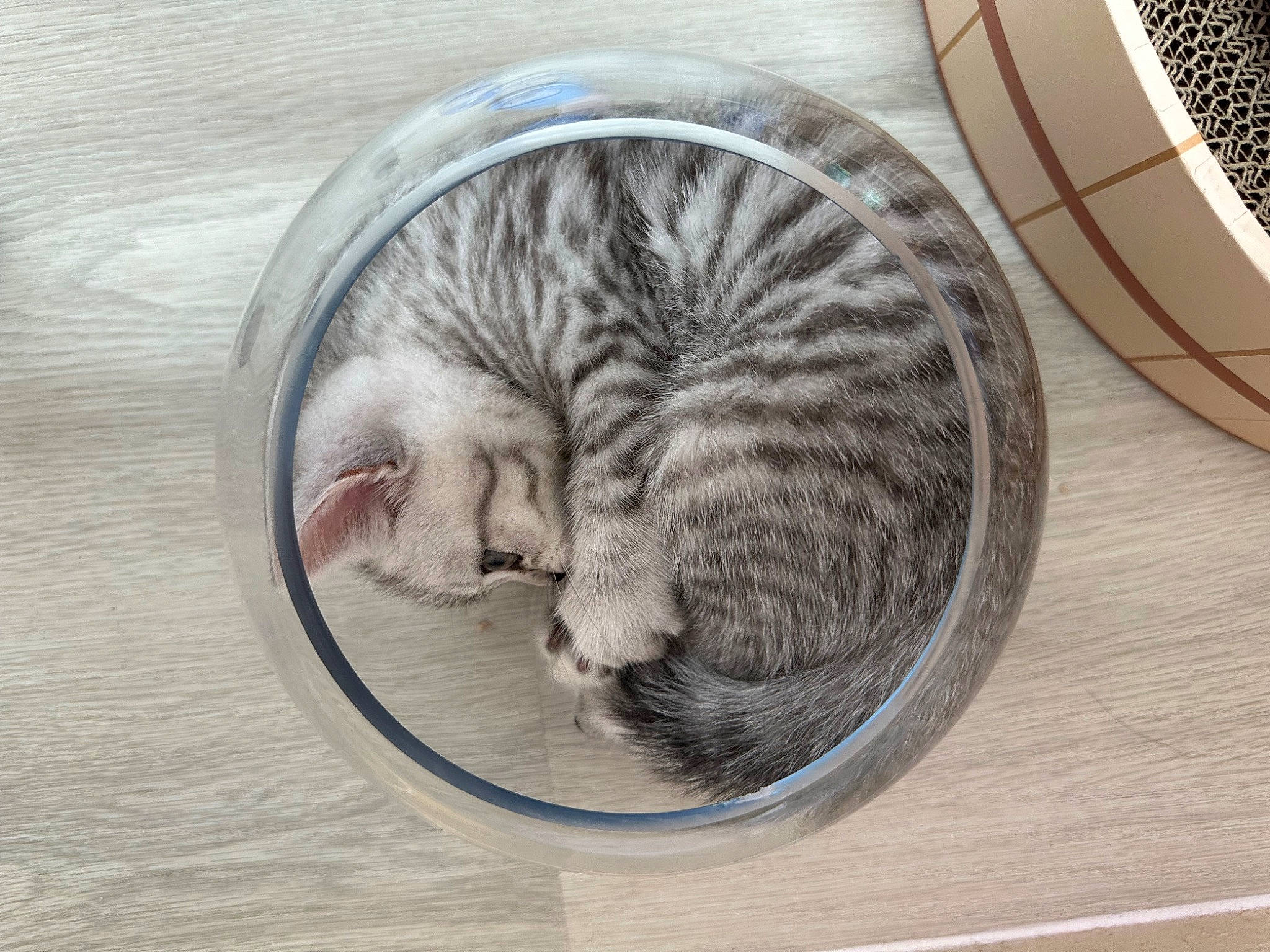 Hachi is registered to the contest to win money with this photo: carnivore, cat, cat_bed, cat_supply, circle, comfort, domestic_short_haired_cat, door, felidae, fur, grey, hardwood, paw, pet_supply, small_to_medium_sized_cats, tail, terrestrial_animal, whiskers, window, wood