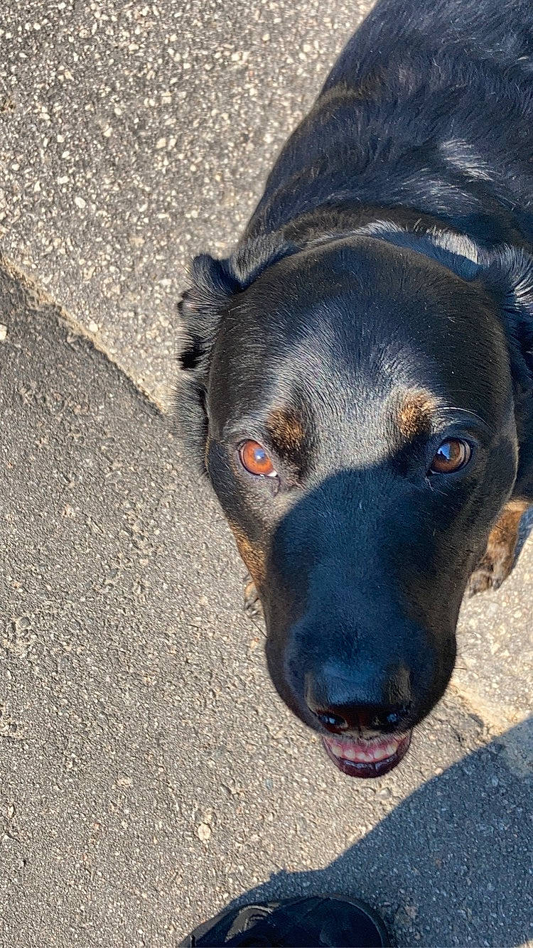 Lady is registered to the contest to win money with this photo: asphalt, borador, canidae, carnivore, companion_dog, dog, dog_breed, electric_blue, fur, guard_dog, hunting_dog, labrador_retriever, plant, road_surface, street_dog, tar, terrestrial_animal, whiskers, working_animal, working_dog